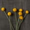 Yellow Billy Ball Stem by Ashland®